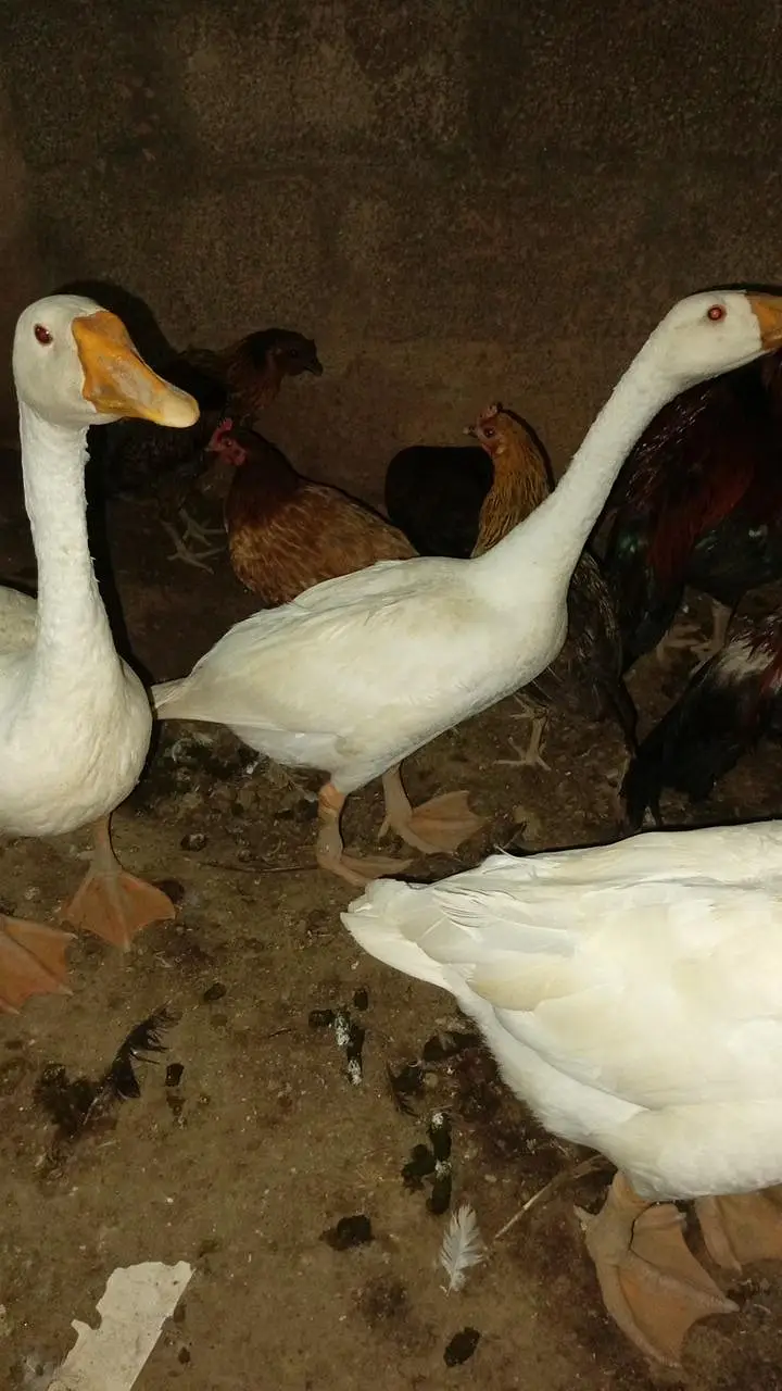 long neck duck for sale — photo 2