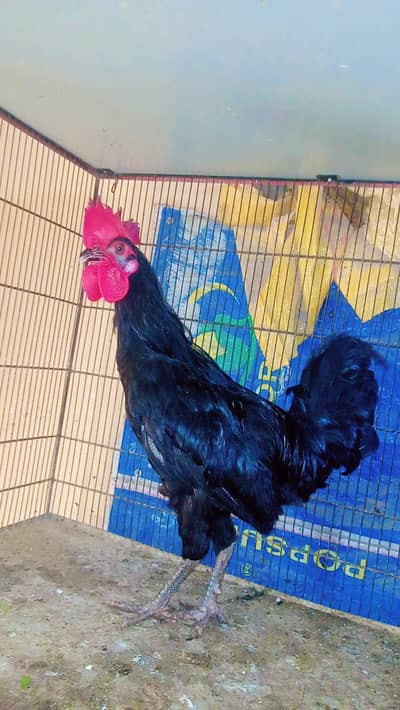 Australorp breeder hens