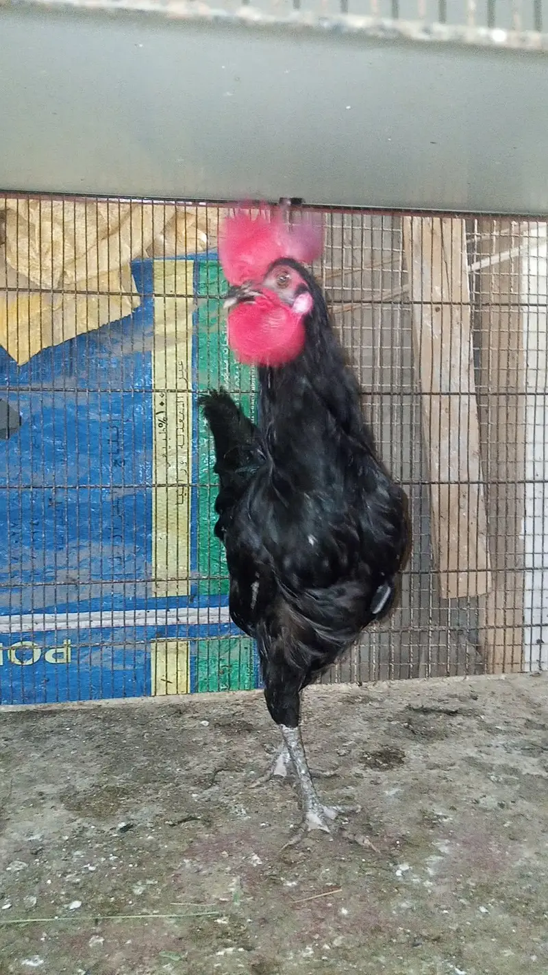 Australorp breeder hens — photo 2