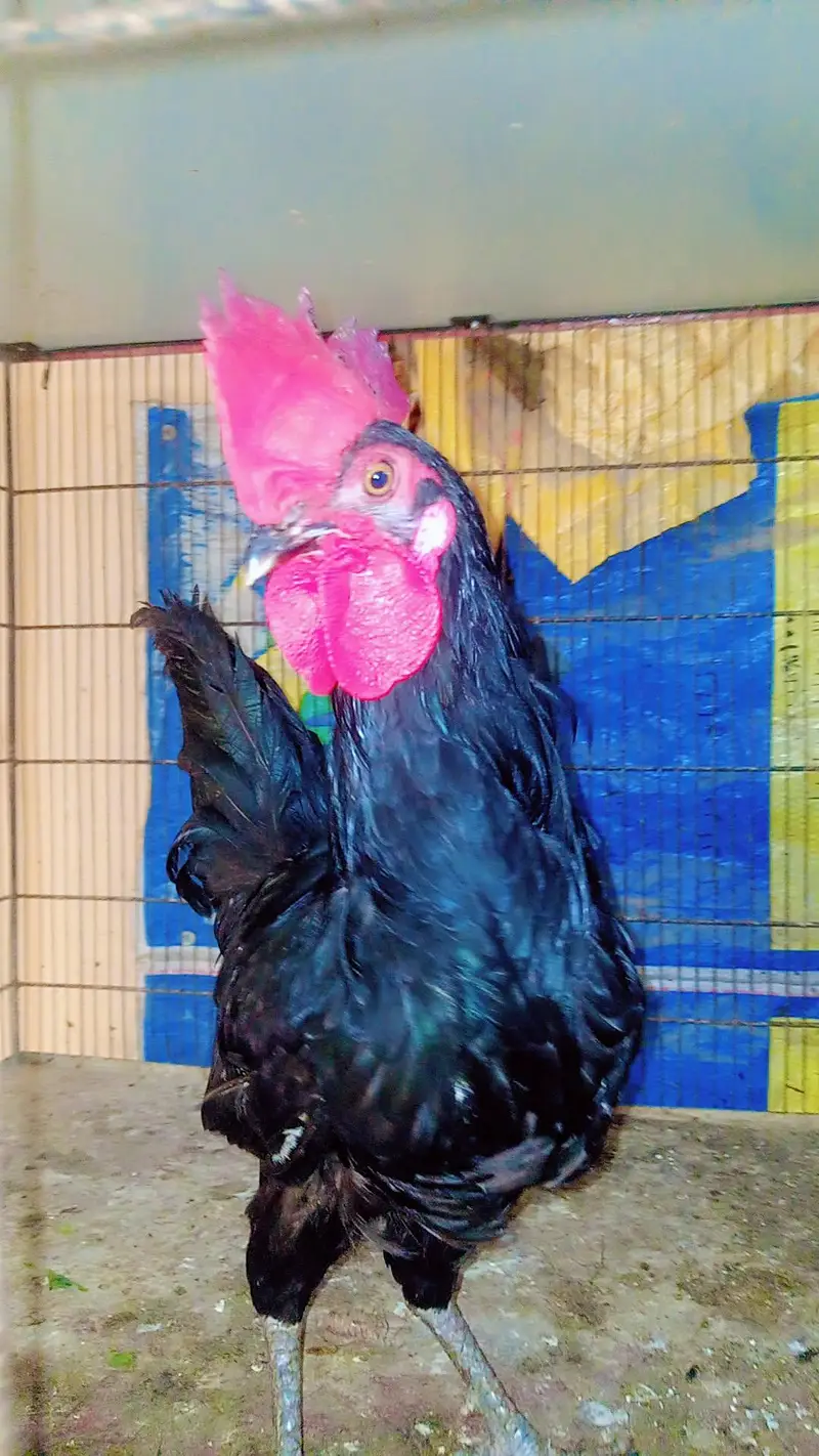 Australorp breeder hens — photo 3