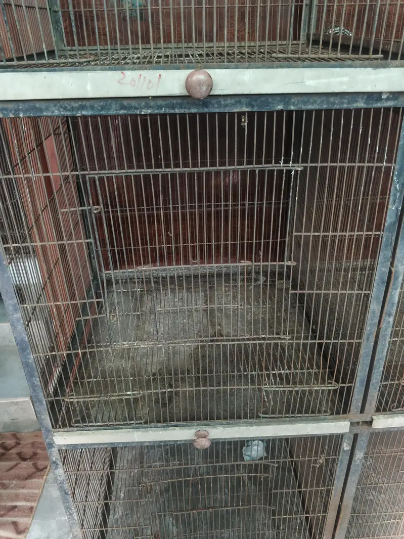 birds cage — photo 2