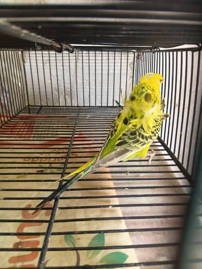 hogoromo breeder female and delute rainbow male