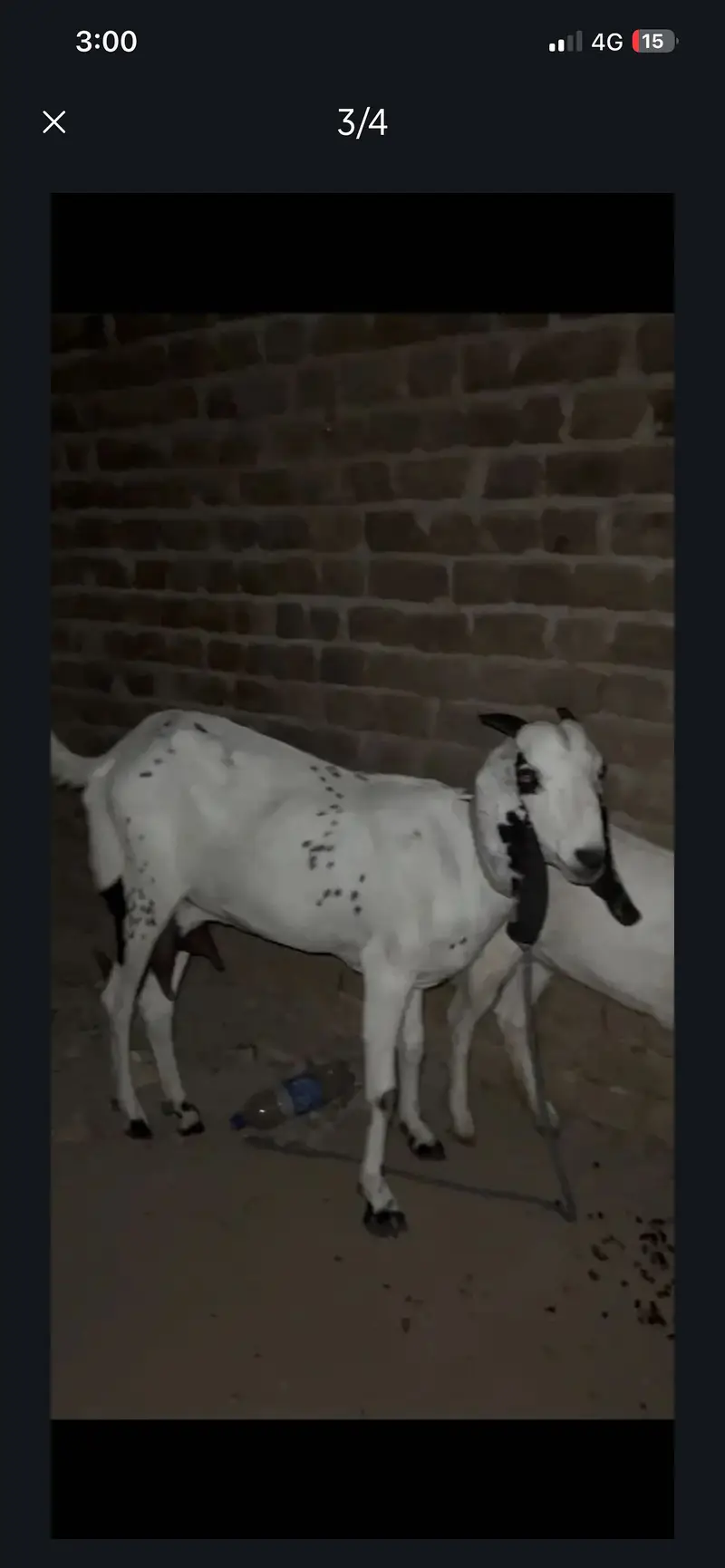 Bakri or us ka sat pet ha — photo 3