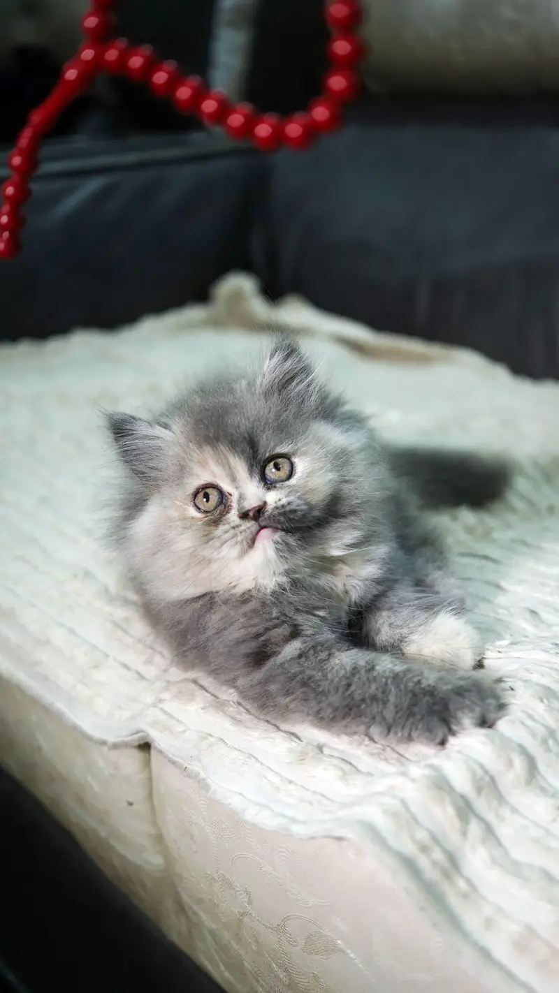 Persian kittens triple coat extreme punch face kittens_cute03228289852 — photo 2