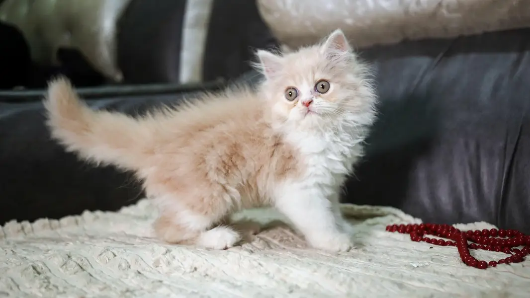 Persian kittens triple coat extreme punch face kittens_cute03228289852 — photo 4