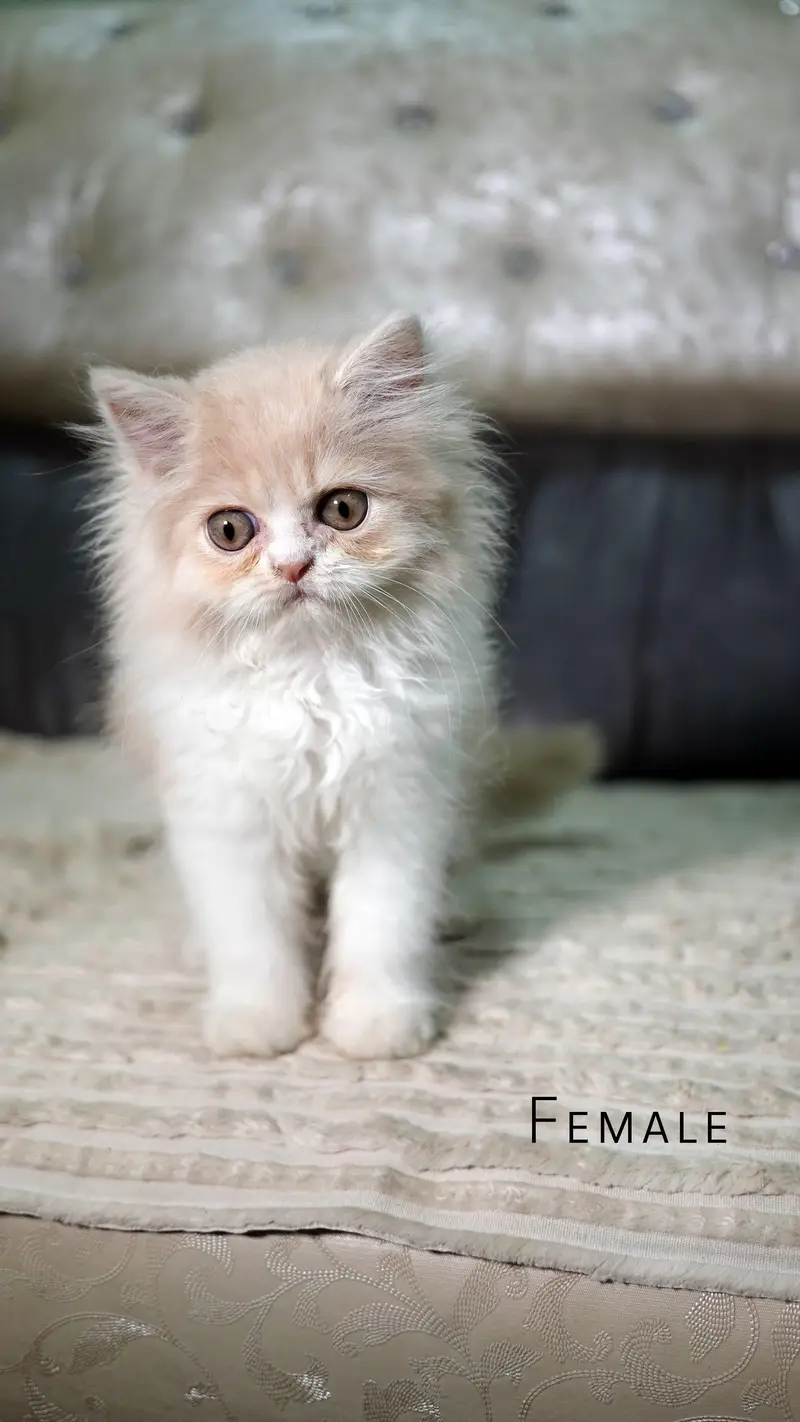 Persian kittens triple coat extreme punch face kittens_cute03228289852 — photo 5