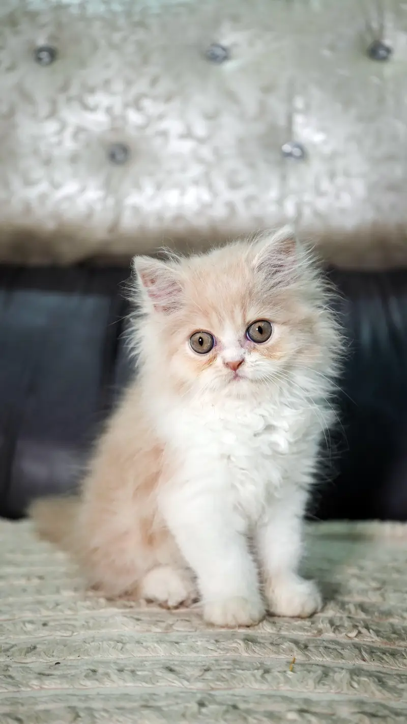 Persian kittens triple coat extreme punch face kittens_cute03228289852 — photo 6