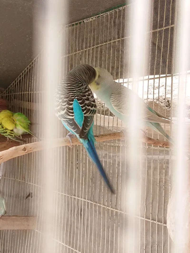 Budgie breeder Pairs — photo 2