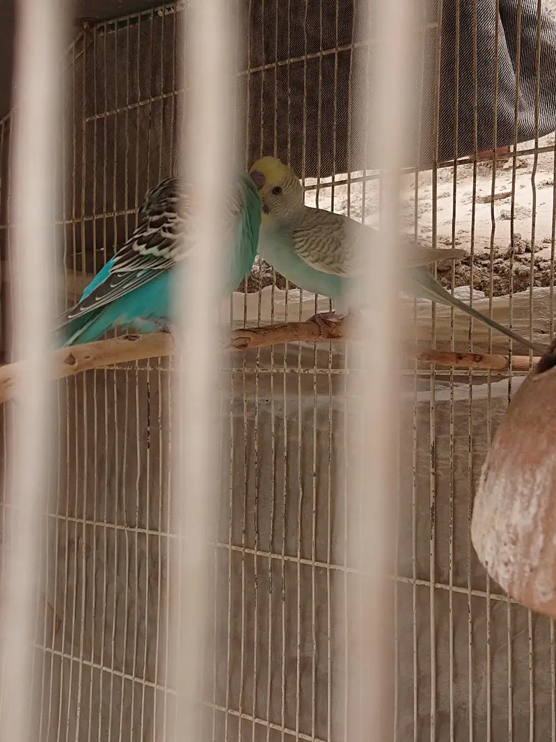 Budgie breeder Pairs — photo 3