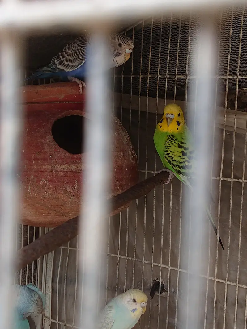 Budgie breeder Pairs — photo 4