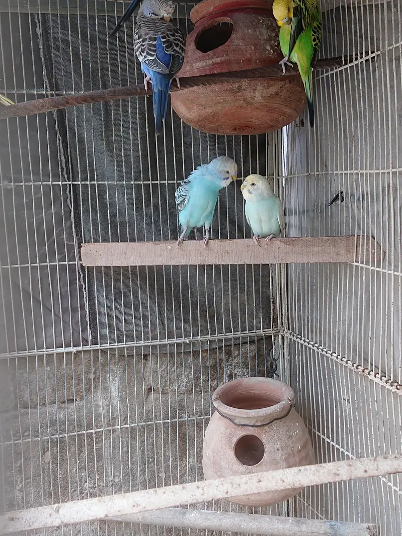 Budgie breeder Pairs — photo 5