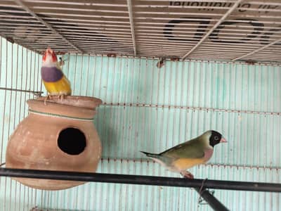 Gouldian Pair