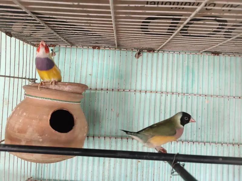 Gouldian Pair