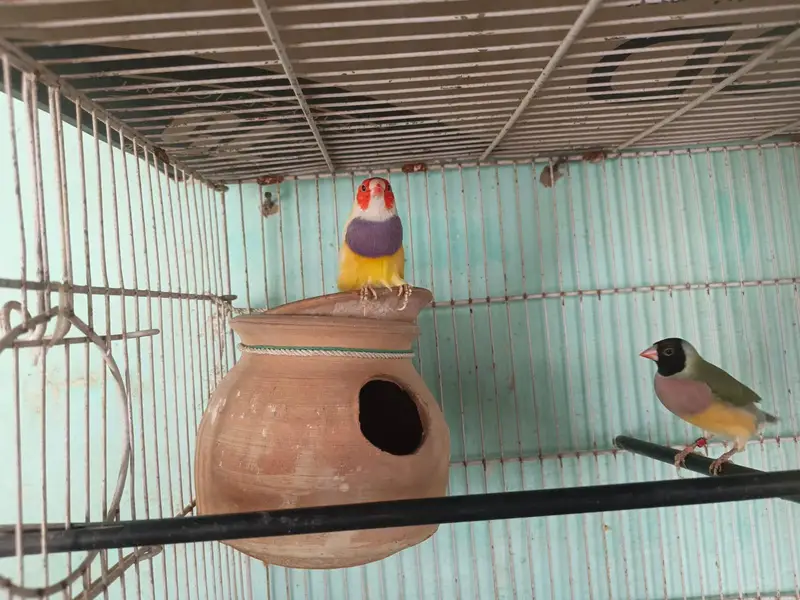 Gouldian Pair — photo 2
