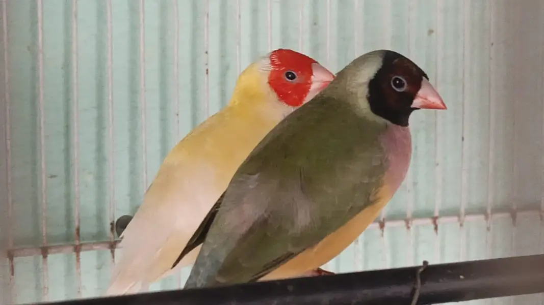 Gouldian Pair — photo 3