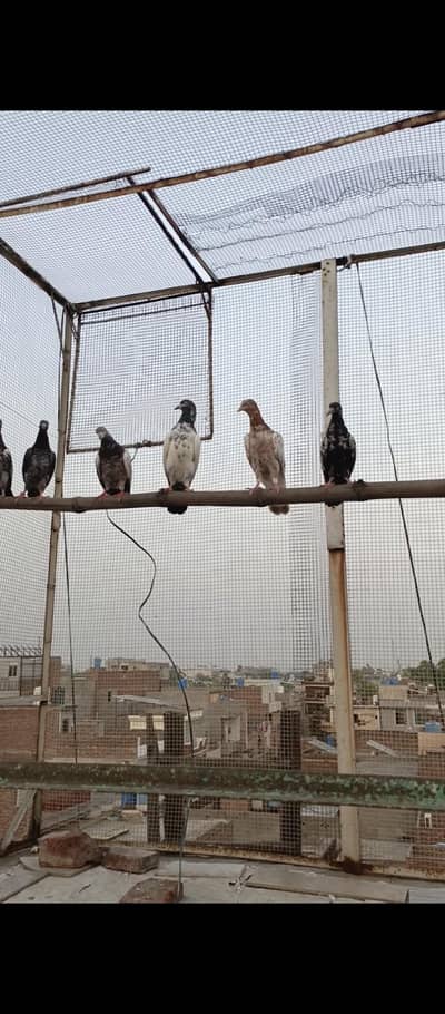 pigeons for sale