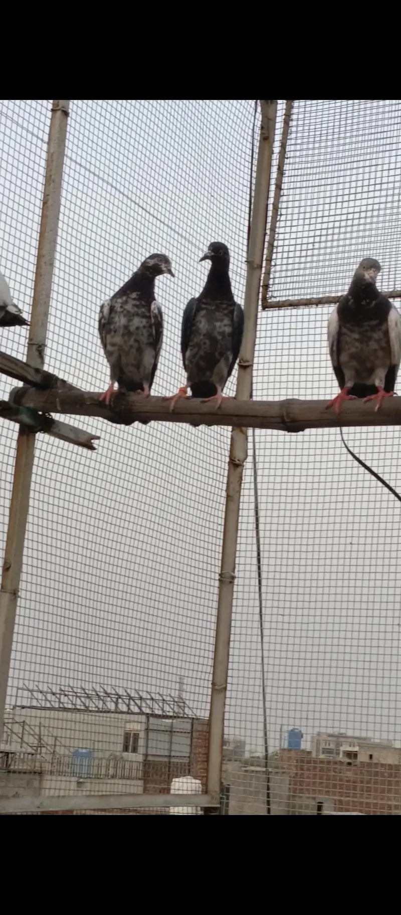 pigeons for sale — photo 2