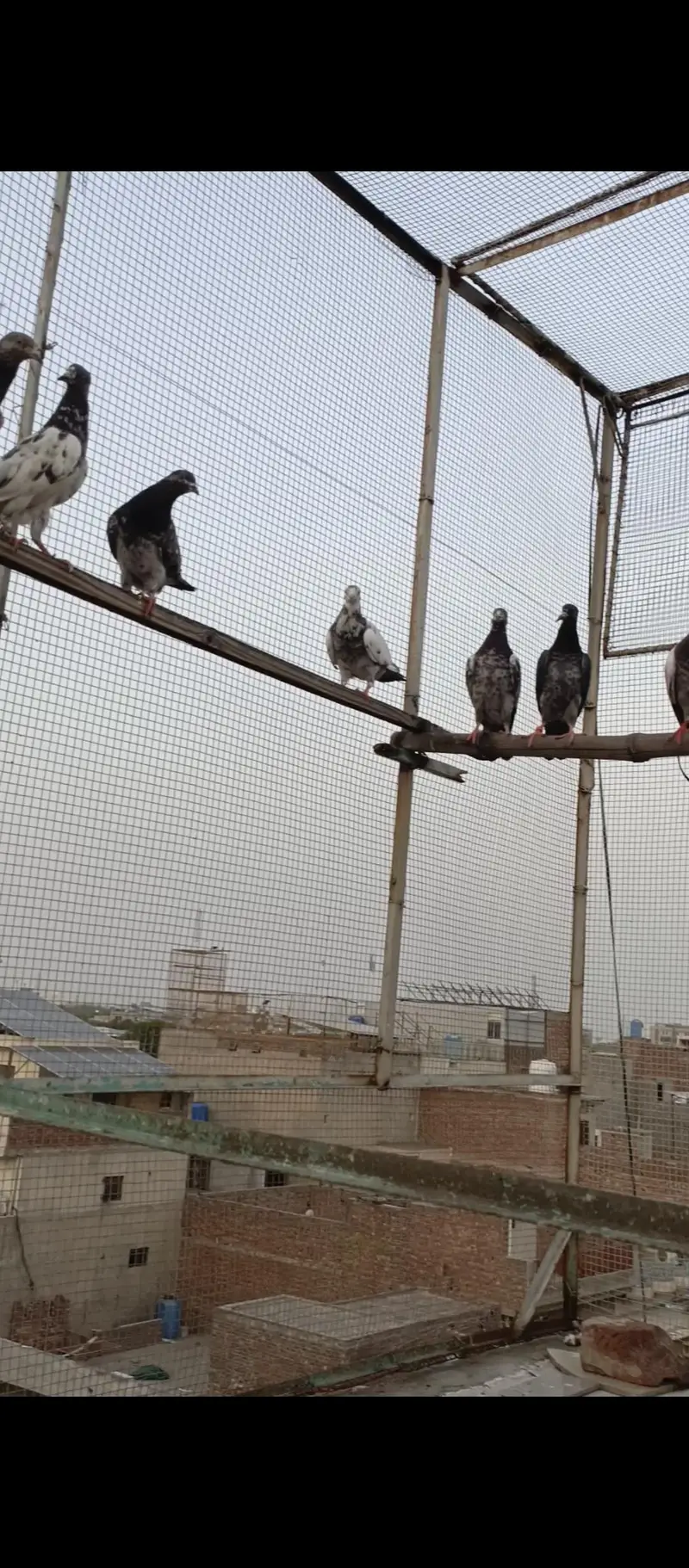pigeons for sale — photo 3
