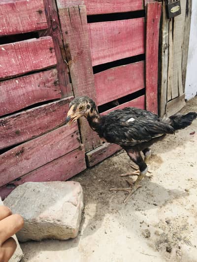 Pure aseel chiks