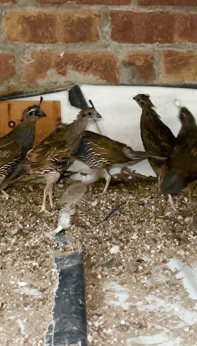 California quails pathay pairs