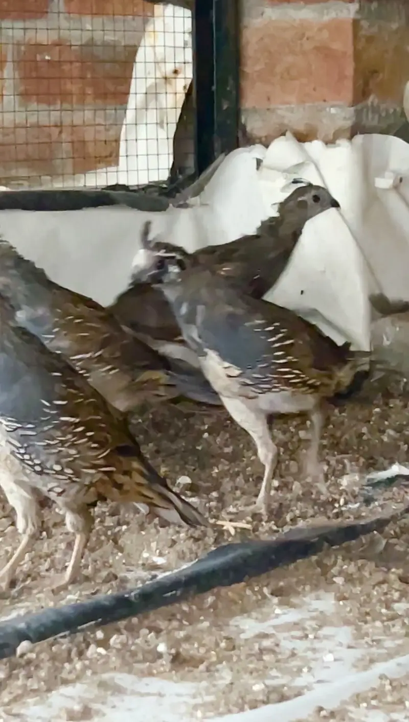 California quails pathay pairs — photo 2