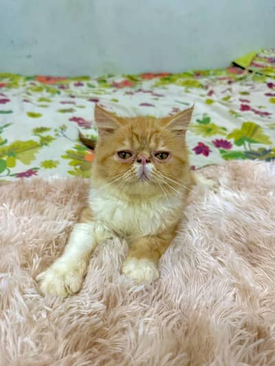 pure persian piki male kitten