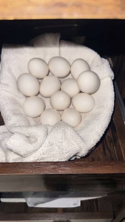 Silver laced polish fertile eggs available for sale