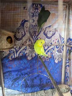AoA I'm selling Australian bird