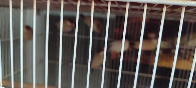 love birds and java breeder pairs with cages