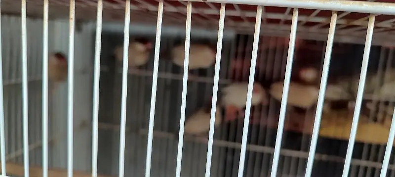 love birds and java breeder pairs with cages — photo 2