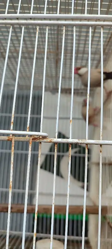 love birds and java breeder pairs with cages — photo 3