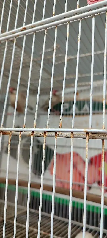 love birds and java breeder pairs with cages — photo 4