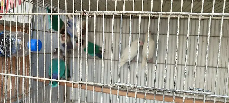 love birds and java breeder pairs with cages — photo 5
