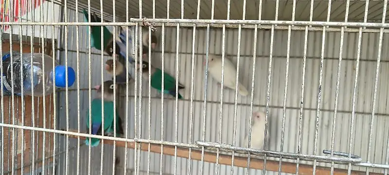love birds and java breeder pairs with cages — photo 6