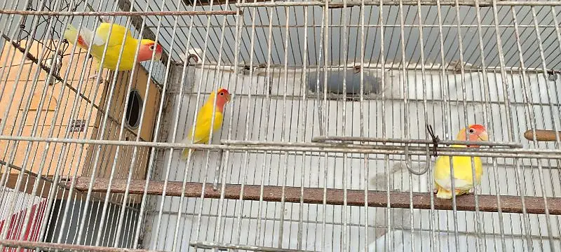 love birds and java breeder pairs with cages — photo 7