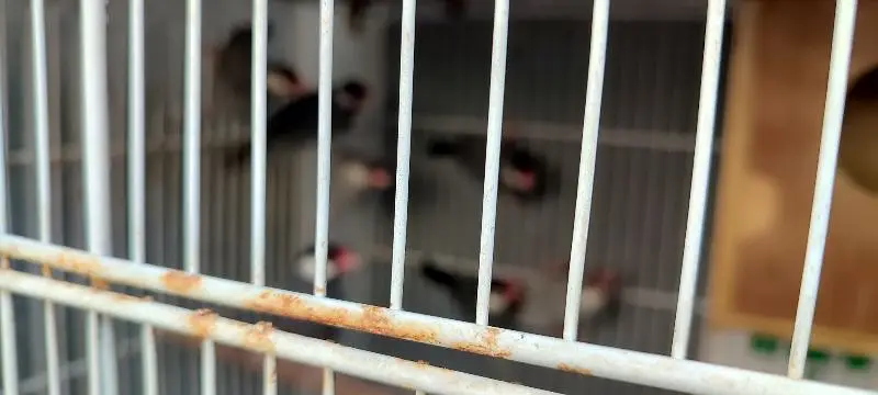 love birds and java breeder pairs with cages — photo 9