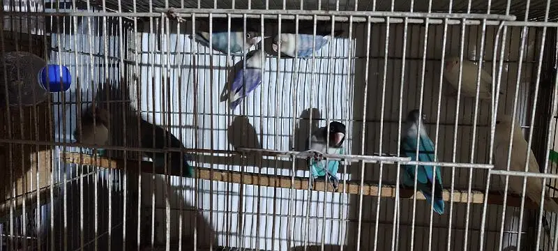 love birds and java breeder pairs with cages — photo 11