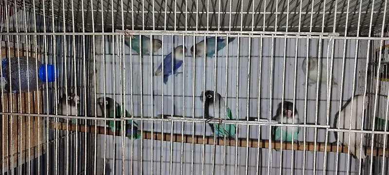 love birds and java breeder pairs with cages — photo 12
