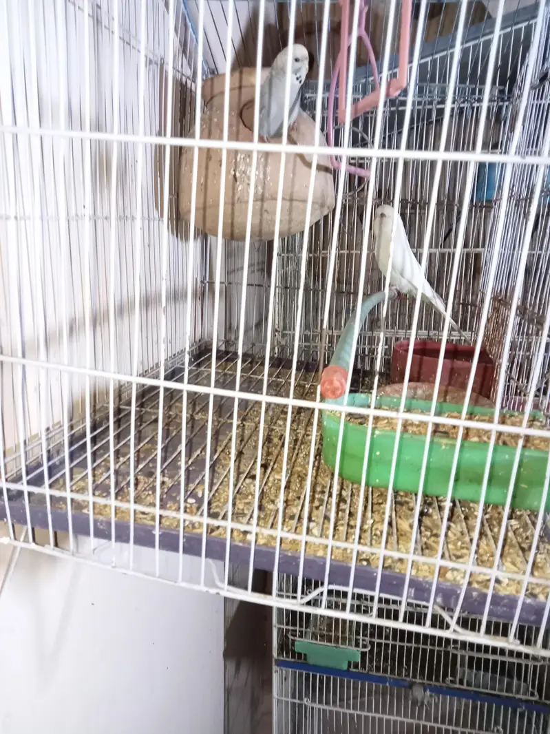 Birds cage — photo 2