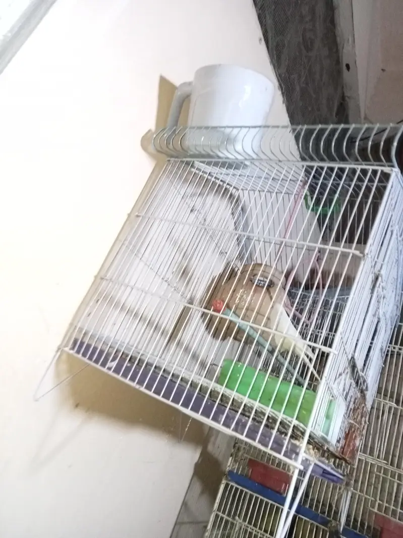 Birds cage — photo 3