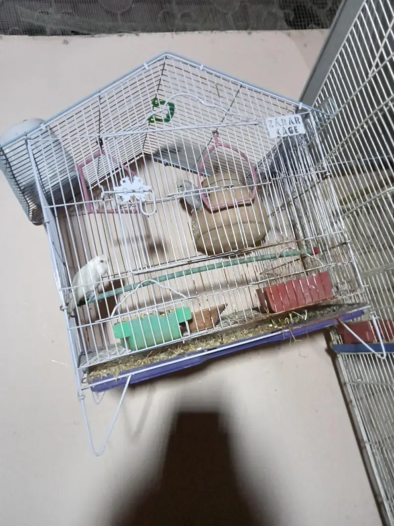 Birds cage — photo 4