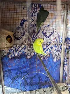 AoA I'm selling Australian bird sale only one pair