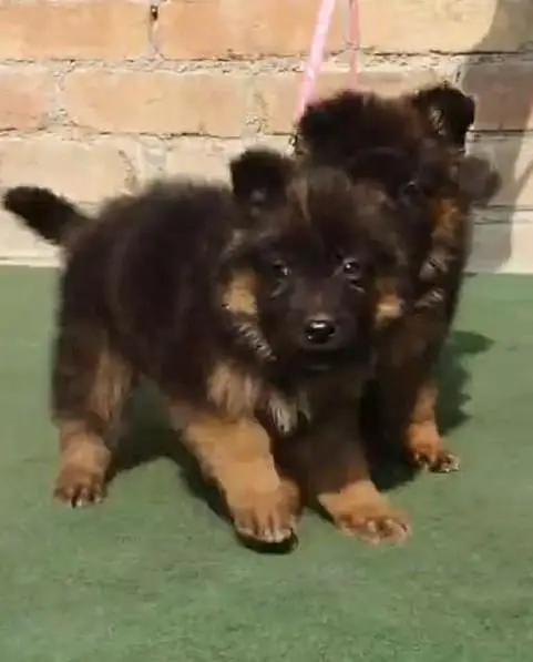 German shepherd puppies contact WhatsApp contact [0343=24=55=191] — photo 2