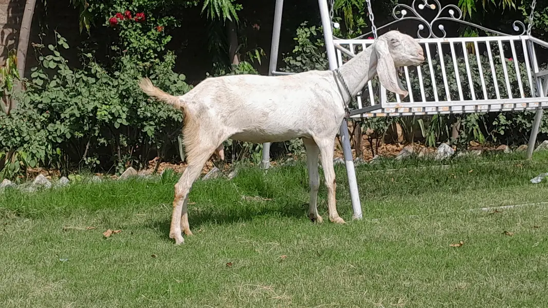Rajanpuri female 2 month gaban — photo 2