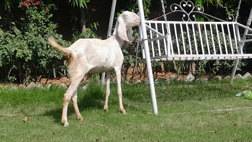 Rajanpuri female 2 month gaban — photo 3