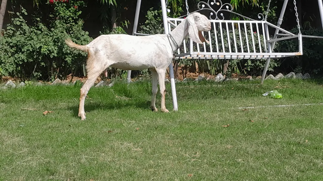 Rajanpuri female 2 month gaban — photo 4