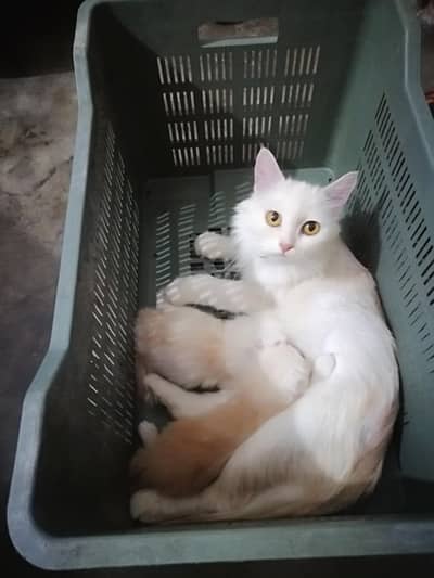 White color & golden eyes