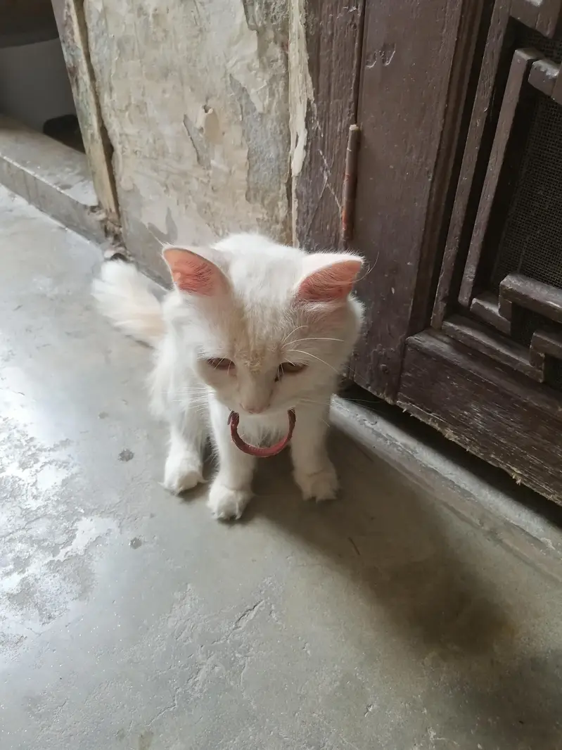 White color & golden eyes — photo 2