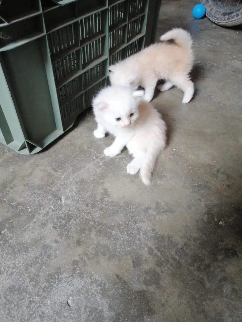White color & golden eyes — photo 4