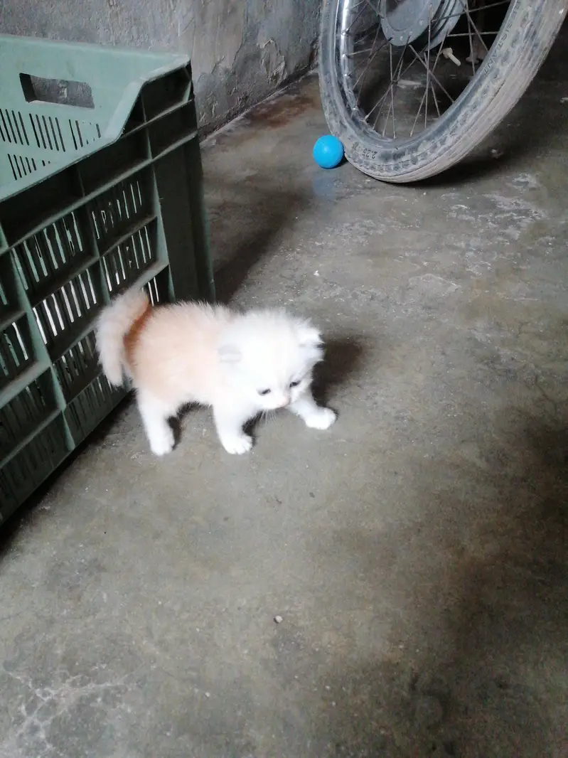 White color & golden eyes — photo 5